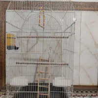 قفس عروس هلندی