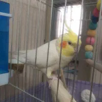 فروس عروس هلندی سخنگو|پرنده|کرج, شهرک فهمیده|دیوار