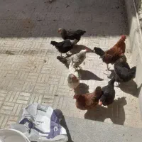 فروش مرغ بومی