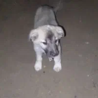 سگ ماده|سگ|بندرعباس, |دیوار