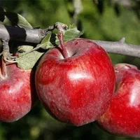 فعالیت داوطلبانه