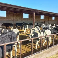 تعدا ۳۰ راس جوانه داشتی|حیوانات مزرعه|تربتحیدریه, رضاشهر|دیوار