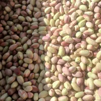 ارسال فروش مستقیم پسته خریدار پسته خوشه کالک هستیم