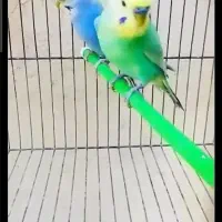 مرغ عشق رینبو سبز گمشده