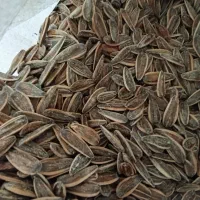 تخمه درجه یک بوداده|خوردنی و آشامیدنی|برخوار, |دیوار