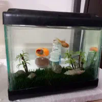 مینی اکواریوم