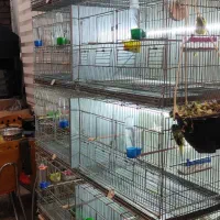 قناری رسمی و قفس