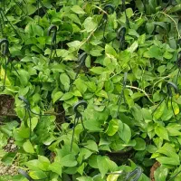 گیاه پتوس آویز کاسه ای
