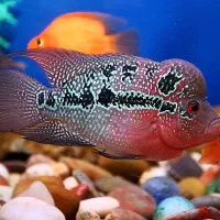 ماهی های گوشت خوار و گیاه خوار