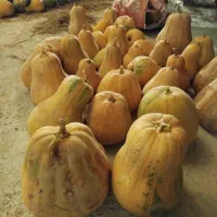 کدو|خوردنی و آشامیدنی|تهران, صفا|دیوار