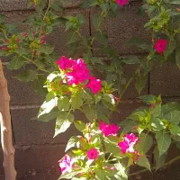بذر گل|گل و گیاه طبیعی|جوانرود, |دیوار