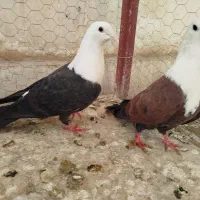 کفتر یا کبوتر رنگه کلاغ کربلایی ساده کاکولی