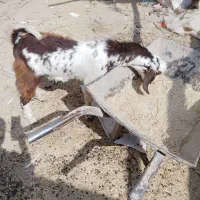 کره فروشی|حیوانات مزرعه|هامون, |دیوار