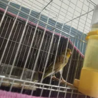 قناری|پرنده|کرمان, |دیوار