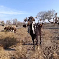 بزغاله نر پاکستانی لنگ ۳ قلو از مادر شیرا|حیوانات مزرعه|تربت‌حیدریه, شهرک ولیعصر|دیوار