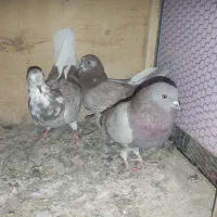 کفتر فروشی|پرنده|قم, علی آباد سعدگان|دیوار