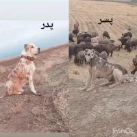 توله11ماهه