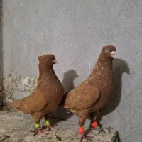 جف زرد|پرنده|قزوین, |دیوار