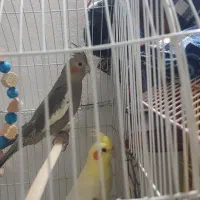 عروس هلندی|پرنده|رامسر, |دیوار