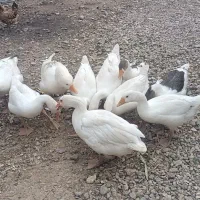 غاز|حیوانات مزرعه|دزفول, |دیوار