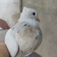 کبوتر طوقی|پرنده|لامرد, |دیوار