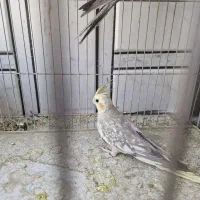 عروس هلندی مولد|پرنده|خمینیشهر, |دیوار