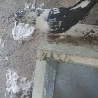 کیوتر|پرنده|هشتگرد, شهرک صنعتی هشتگرد|دیوار