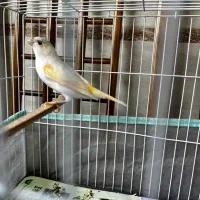 ماده قناری موزاییکی اماده