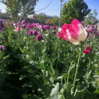 عسل طبیعی از گل خشخاش