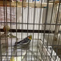 پرنده|پرنده|تهران, اسفندیاری|دیوار