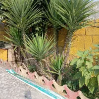 یوکا . سه میلیون تومان