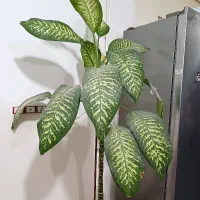 گل دیفن باخیا