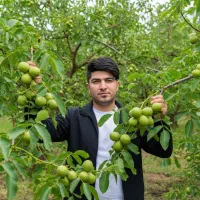 نـهــال زیتون ممتاز فرصت ویژه خرید|خدمات باغبانی و درختکاری|منجوان, |دیوار