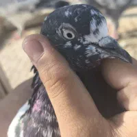 کبوتر|پرنده|قشم, |دیوار
