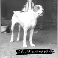 ماده آلابای|سگ|سنگدوین, |دیوار