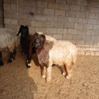 بره تخمی فروشی دو راس کله سیاه ماده|حیوانات مزرعه|گتوند, |دیوار