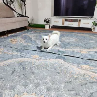 سگ پامر اشپیتز