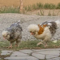 مرغ پاپر نژاد دار|حیوانات مزرعه|احمدآبادمستوفی, |دیوار