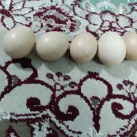 تخم نطفه دار برهما