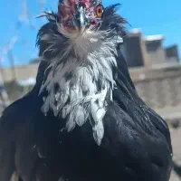 خروس گلین|حیوانات مزرعه|شیراز, گویم|دیوار