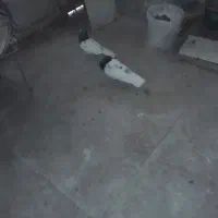 کبوتر|پرنده|شیراز, شهرک گلستان|دیوار