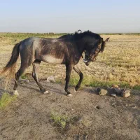 اسب یورقه نریان کم سن