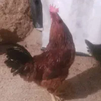 معاوض بامرغ تخم گذار