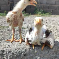 جوجه لاری مفت