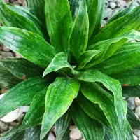 گل گیاه گلستان|گل و گیاه طبیعی|جیرفت, |دیوار