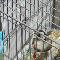 جوجه سهره|پرنده|بازرگان, |دیوار