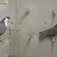 کفتر سرخ کلاغ رسمی کرباتی چپ خال سرخ|پرنده|مشهد, فریزی|دیوار