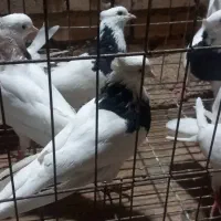 پرنده طوقی|پرنده|حمیدیه, |دیوار