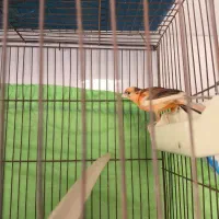 قناری|پرنده|تاکستان, |دیوار