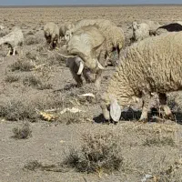 فروش ۴۰ عدد بز محلی|حیوانات مزرعه|سیرجان, |دیوار